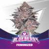 BSF SEEDS - Blueberry (x4)