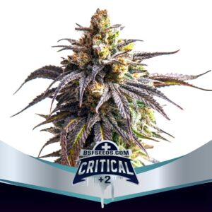 BSF SEEDS - Critical +2 XXL Auto (x7)
