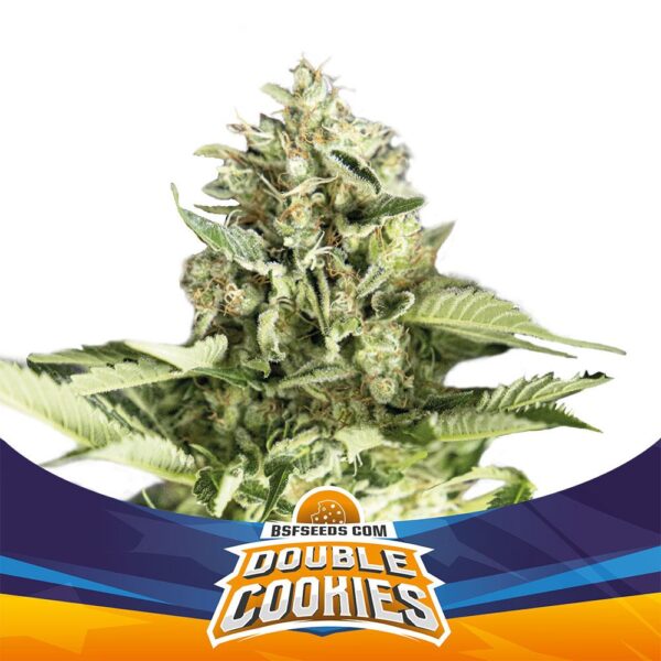 BSF SEEDS - Double Cookies Auto (x12)