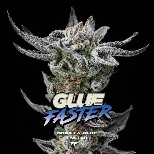 BSF SEEDS - Gorilla Glue Faster (x4)