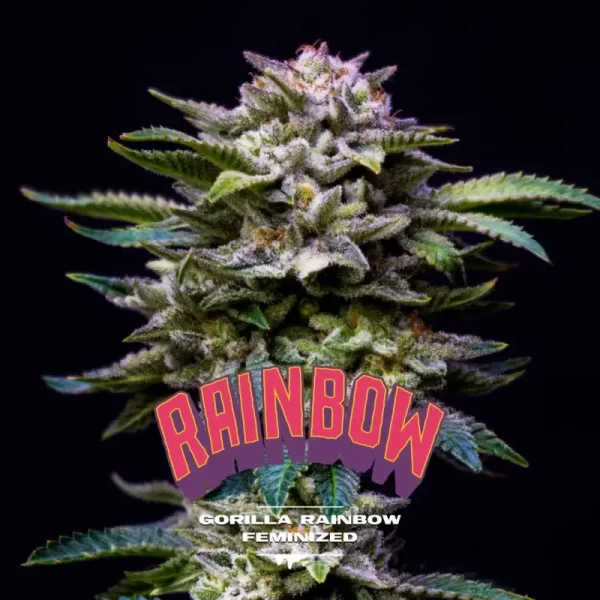 BSF SEEDS - Gorilla Rainbow (x2)