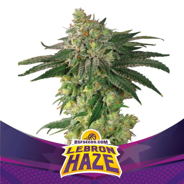 BSF SEEDS - Lebron Haze (x12)