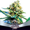 BSF SEEDS - Nitro Haze (x12)