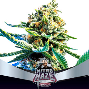 BSF SEEDS - Nitro Haze (x12)