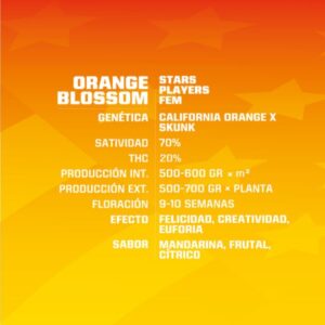 BSF SEEDS - Orange Blossom (x12)