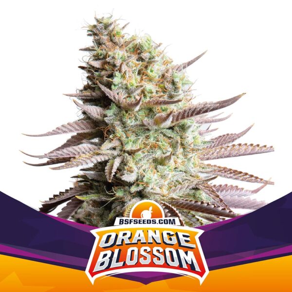 BSF SEEDS - Orange Blossom (x4)