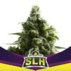 BSF SEEDS - Super Lemon Haze (x12)