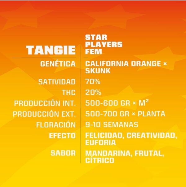 BSF SEEDS - Tangie (x4)