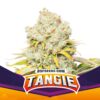 BSF SEEDS - Tangie (x7)