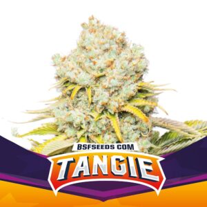BSF SEEDS - Tangie (x7)