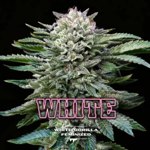 BSF SEEDS - White Gorilla (X12)