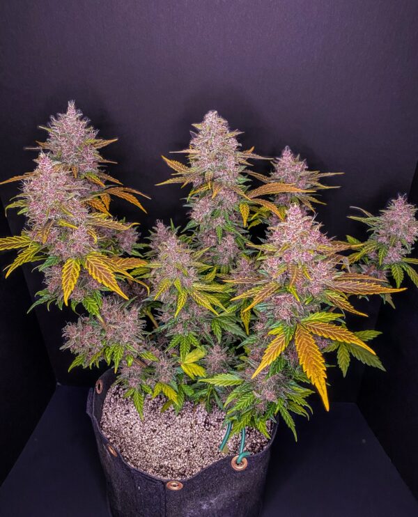 FAST BUDS - LSD-25 Auto (x1) - Imagen 2