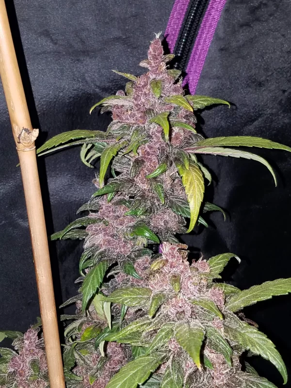 FAST BUDS - LSD-25 Auto (x1) - Imagen 3