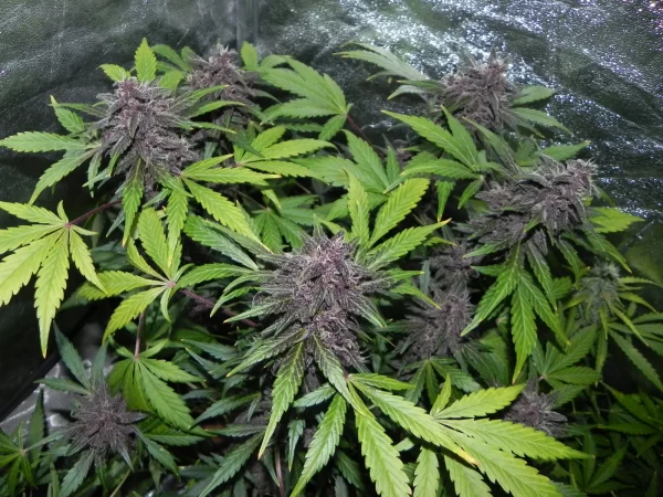 FAST BUDS - LSD-25 Auto (x1) - Imagen 4