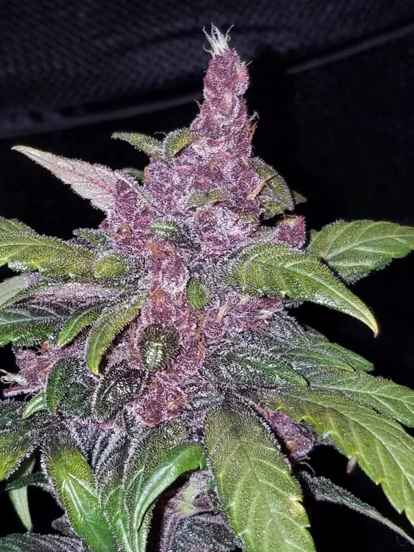 FAST BUDS - LSD-25 Auto (x1) - Imagen 5