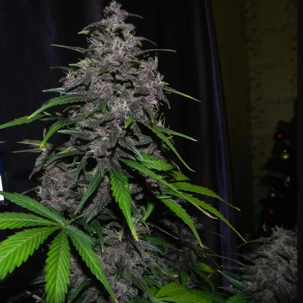 FAST BUDS - LSD-25 Auto (x1) - Imagen 6