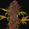 FAST BUDS - LSD-25 Auto (x1)