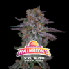 BSF SEEDS - Rainbows XXL Auto (x2)