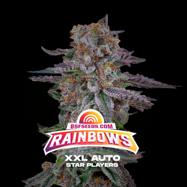 BSF SEEDS - Rainbows XXL Auto (x4)