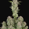 FAST BUDS - Bruce Banner Auto (x1)