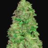 FAST BUDS - CBD Auto 20:1 (x1)