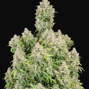 FAST BUDS - Cinderella Auto (x1)