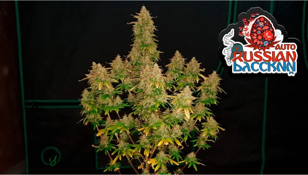 FAST BUDS - Russian Auto (x3)