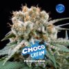 BSF SEEDS - Choco Cream (x12)