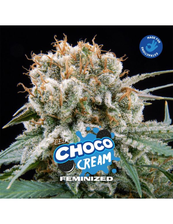 BSF SEEDS - Choco Cream (x12)