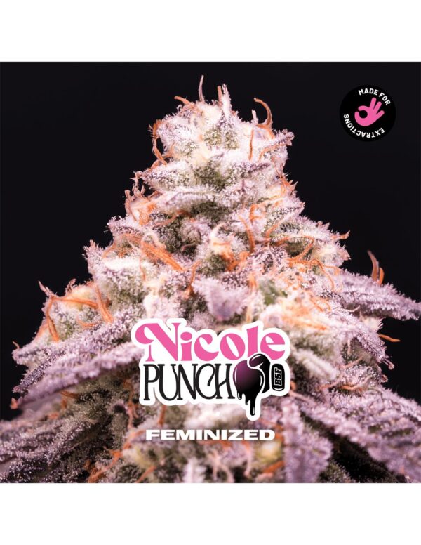 BSF SEEDS - Nicole Punch (x12)