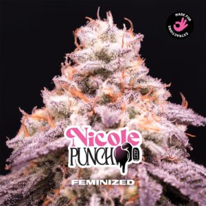 BSF SEEDS - Nicole Punch (x2)