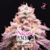 BSF SEEDS - Nicole Punch (x4)