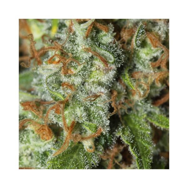 EVA SEEDS - Jamaican Dream (x4) - Imagen 5