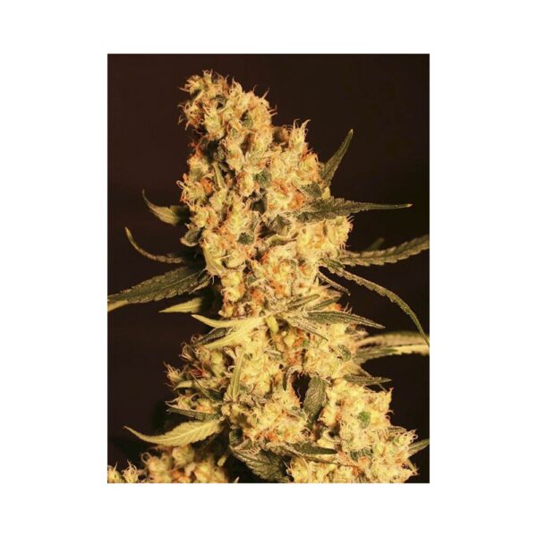 EVA SEEDS - Jamaican Dream (x4) - Imagen 3