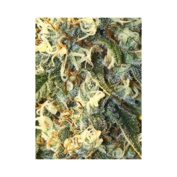 EVA SEEDS - Jamaican Dream (x4) - Imagen 4