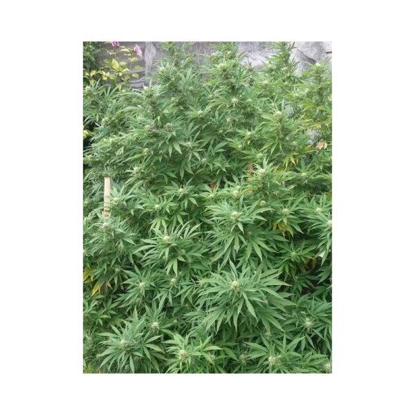 EVA SEEDS - Jamaican Dream (x4) - Imagen 6