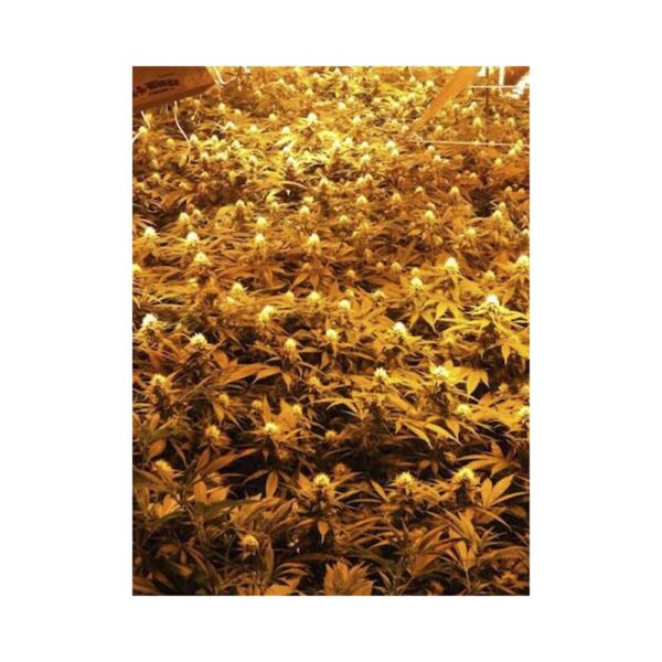 EVA SEEDS - Jamaican Dream (x4) - Imagen 7