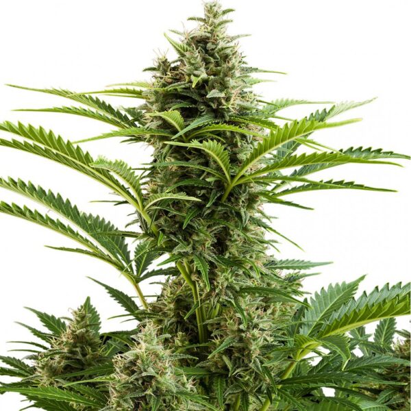 BUDDHA SEEDS - Vesta Auto (x3)