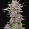 FAST BUDS - Banana Purple Punch Auto (x1)