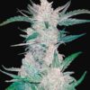FAST BUDS - Mexican Airlines Auto (x1)