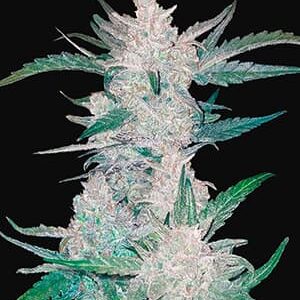 FAST BUDS - Mexican Airlines Auto (x1)
