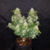 FAST BUDS - Zkittlez Auto (x5)