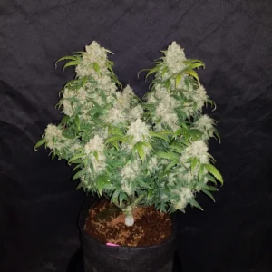 FAST BUDS - Zkittlez Auto (x5)