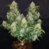 FAST BUDS - Zkittlez Auto (x5)