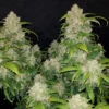 FAST BUDS - Zkittlez Auto (x5)