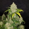 FAST BUDS - Zkittlez Auto (x5)