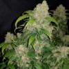 FAST BUDS - Zkittlez Auto (x5)