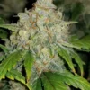 FAST BUDS - Zkittlez Auto (x5)