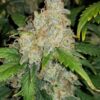 FAST BUDS - Zkittlez Auto (x5)
