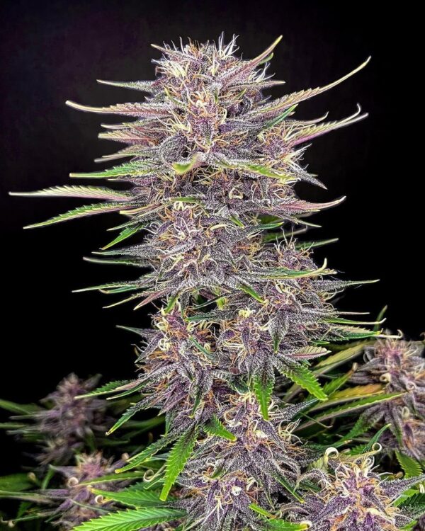 FAST BUDS - Banana Purple Punch Auto (x1) - Imagen 2